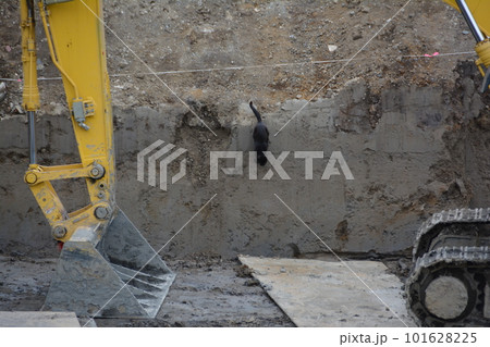 新河岸川　新倉橋付近　護岸工事　お散歩中の黒猫さま5　飛び降りる 101628225