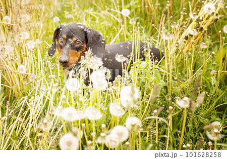 portrait of a cute dachshund dog in a field of dandelions 101628258