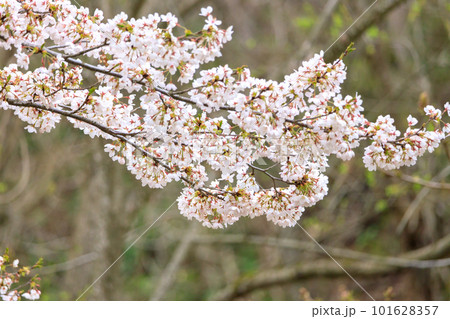 満開の桜 満開の桜 101628357