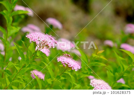シモツケの花 シモツケの花 101628375