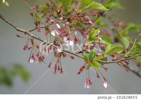 花びらの落ちた桜の枝 4月中旬 花びらの落ちた桜の枝 4月中旬 101628655