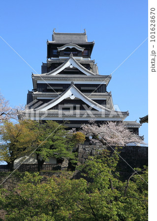 春の熊本城 天守閣 春の熊本城 天守閣 101628670