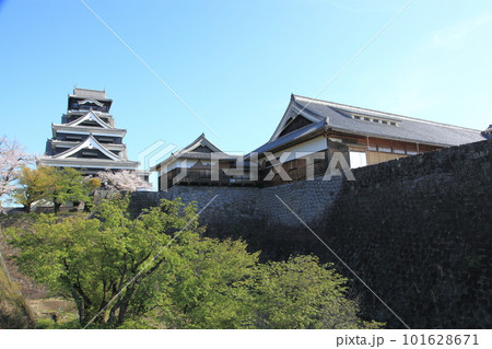 春の熊本城 天守閣 春の熊本城 天守閣 101628671