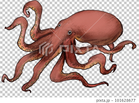 realistic octopus 101628677