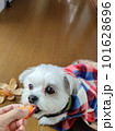 おやつを食べる犬 101628696