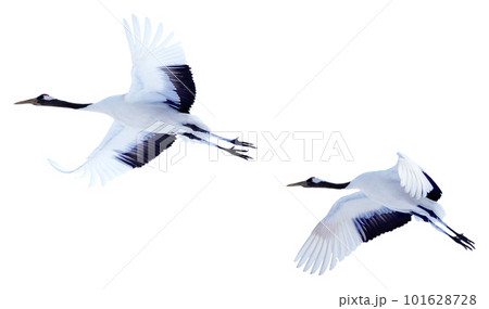 Two red-crowned cranes spread their wings and soar in the sky. Two red-crowned cranes spread their wings and soar in the sky. 101628728