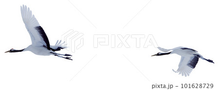 Two red-crowned cranes spread their wings and soar in the sky. 101628729