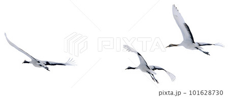 Red-crowned cranes soar into the sky. Red-crowned cranes soar into the sky. 101628730