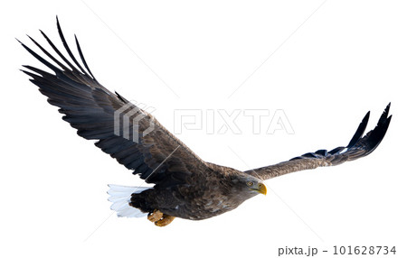 A white-tailed eagle raises its wings and soars high in the sky. 101628734