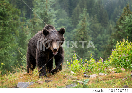 Wild Brown Bear in the summer forest. Animal in natural habitat. Wildlife scene 101628751