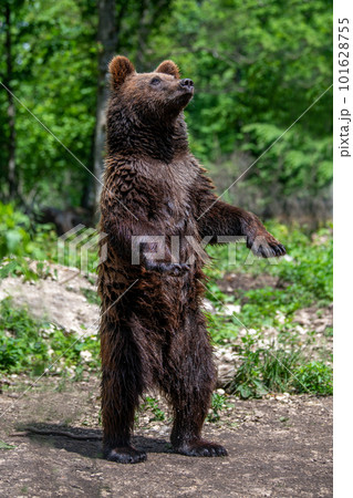 Wild Brown Bear in the summer forest. Animal in natural habitat. Wildlife scene 101628755