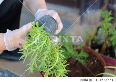 鉢植えの鉢植えを持つ女性の手 鉢植えの鉢植えを持つ女性の手 101628773