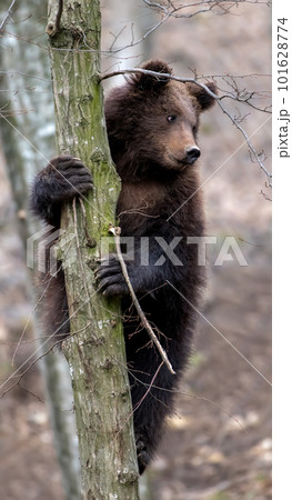 Bear cub clings to the side of the tree 101628774