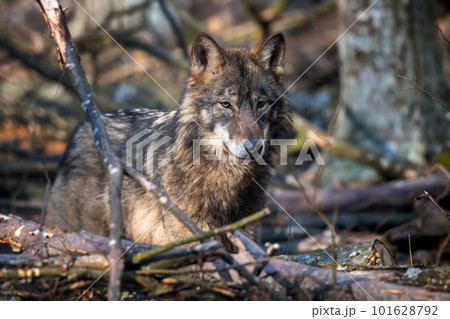 Wolf in the forest up close. Wild animal in the natural habitat 101628792