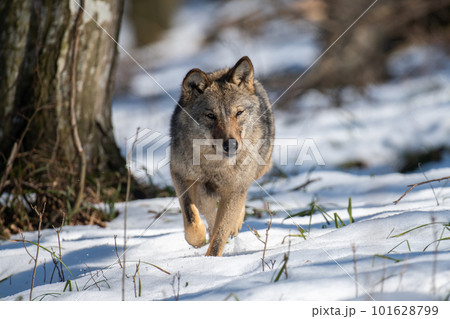 Wolf in the forest up close. Wild animal in the natural habitat 101628799