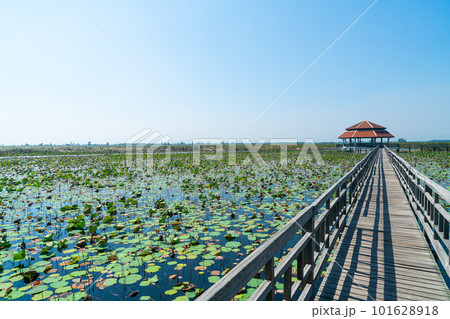 Sam Roi Yot Freshwater Marsh or Bueng Bua Khao Sam Roi Yot National Park 101628918