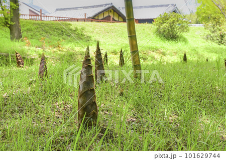 里山に生えてきた竹の子 里山に生えてきた竹の子 101629744