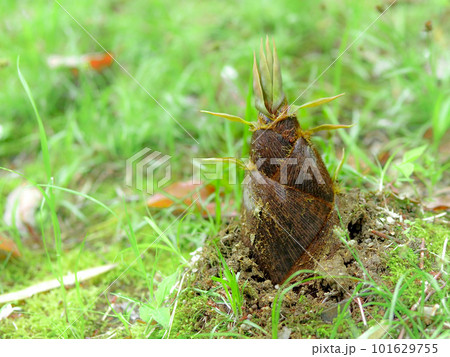 タケノコが生えてきた タケノコが生えてきた 101629755