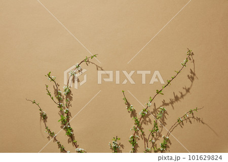 Minimalist brown background and blank space for product and text presentation with some branches. Top view 101629824