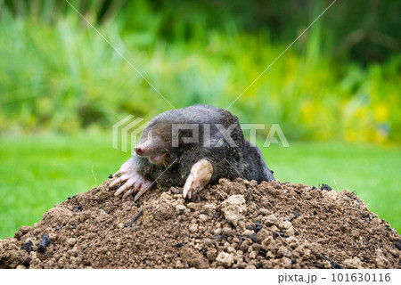 Mole animal - Talpa Europaea, causing damage as a pest in the garden with its mole hills and underground tunnels 101630116