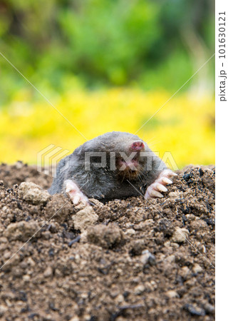 European mole (Talpa europaea) destroying lawn with its mole hills and underground tunnels 101630121
