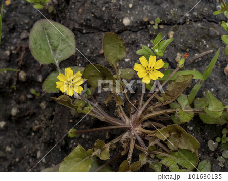 春の七草の一つであるコオニタビラコ（ホトケノザ）の花 101630135