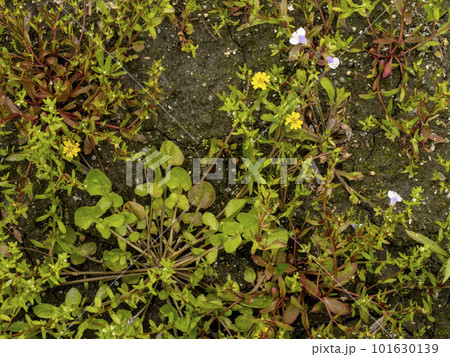 春の七草の一つであるコオニタビラコ（ホトケノザ）の花 101630139