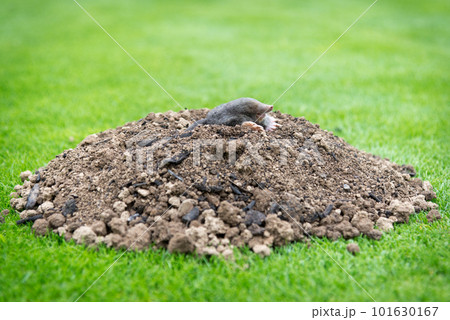 Mole, Talpa europaea, making mole hill and damaging beautiful lawn and flower garden. Mole, Talpa europaea, making mole hill and damaging beautiful lawn and flower garden. 101630167