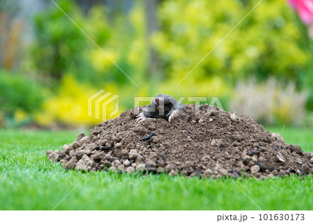 Mole animal - Talpa Europaea, causing damage as a pest in the garden with its mole hills and underground tunnels 101630173