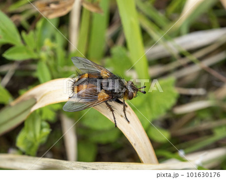 草にとまるセスジハリバエ 101630176