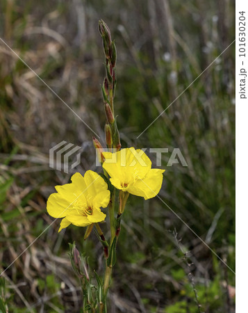 マツヨイグサの黄色い花 マツヨイグサの黄色い花 101630204