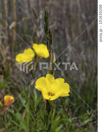 マツヨイグサの黄色い花 マツヨイグサの黄色い花 101630206