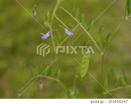 道端に生えるカスマグサ 道端に生えるカスマグサ 101630247