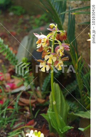 キエビネの花 キエビネの花 101630416