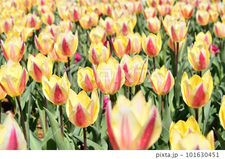 満開のチューリップ畑 101630451