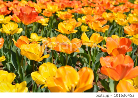 満開のチューリップ畑 101630452