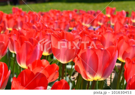 満開のチューリップ畑 101630453