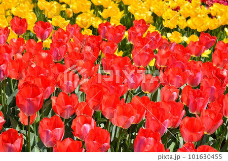 満開のチューリップ畑 101630455