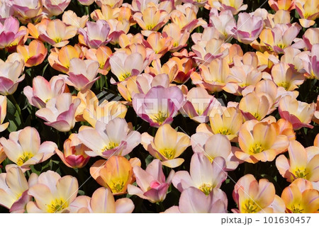 満開のチューリップ畑 101630457