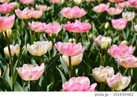 満開のチューリップ畑 101630462