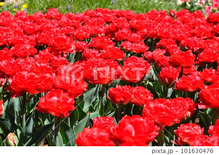 満開のチューリップ畑 101630476