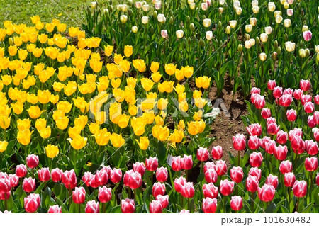 満開のチューリップ畑 101630482