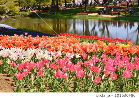 満開のチューリップ畑 101630486