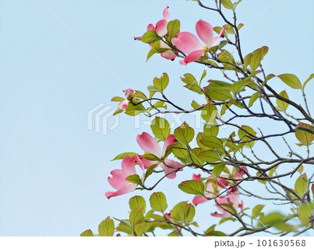 押し花のようなハナミズキ 押し花のようなハナミズキ 101630568