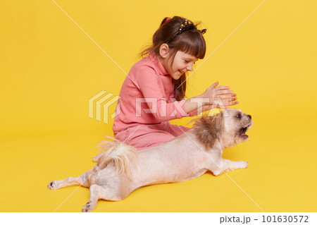 Little girl with her puppy dog sitting on floor and playing together, child clapping hands and laughing happily, kid wearing rose clothing, posing isolated over yellow background. 101630572