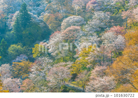 奈良　吉野山　下千本 101630722