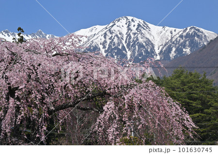 光前寺からの中央アルプス 光前寺からの中央アルプス 101630745