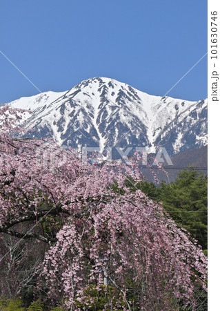 光前寺からの中央アルプス 光前寺からの中央アルプス 101630746