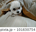 布団で寝る犬 101630754