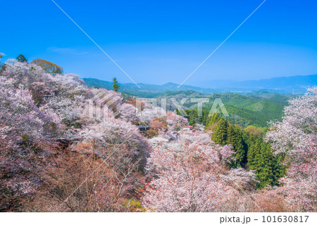 奈良　吉野山　上千本 101630817